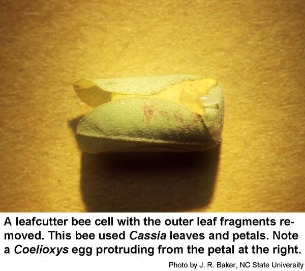 Female leafcutter bees construct cell